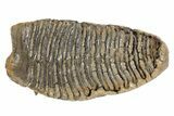 Fossil Woolly Mammoth Molar - Siberia #235040-4